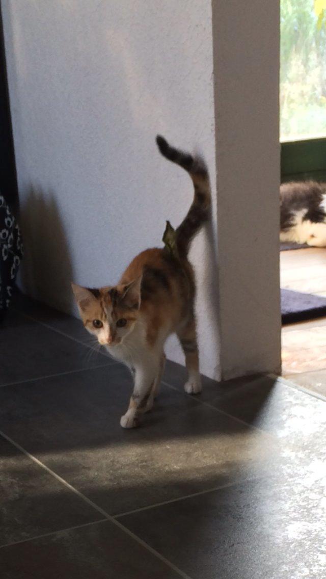 Huskat Bella billede 5