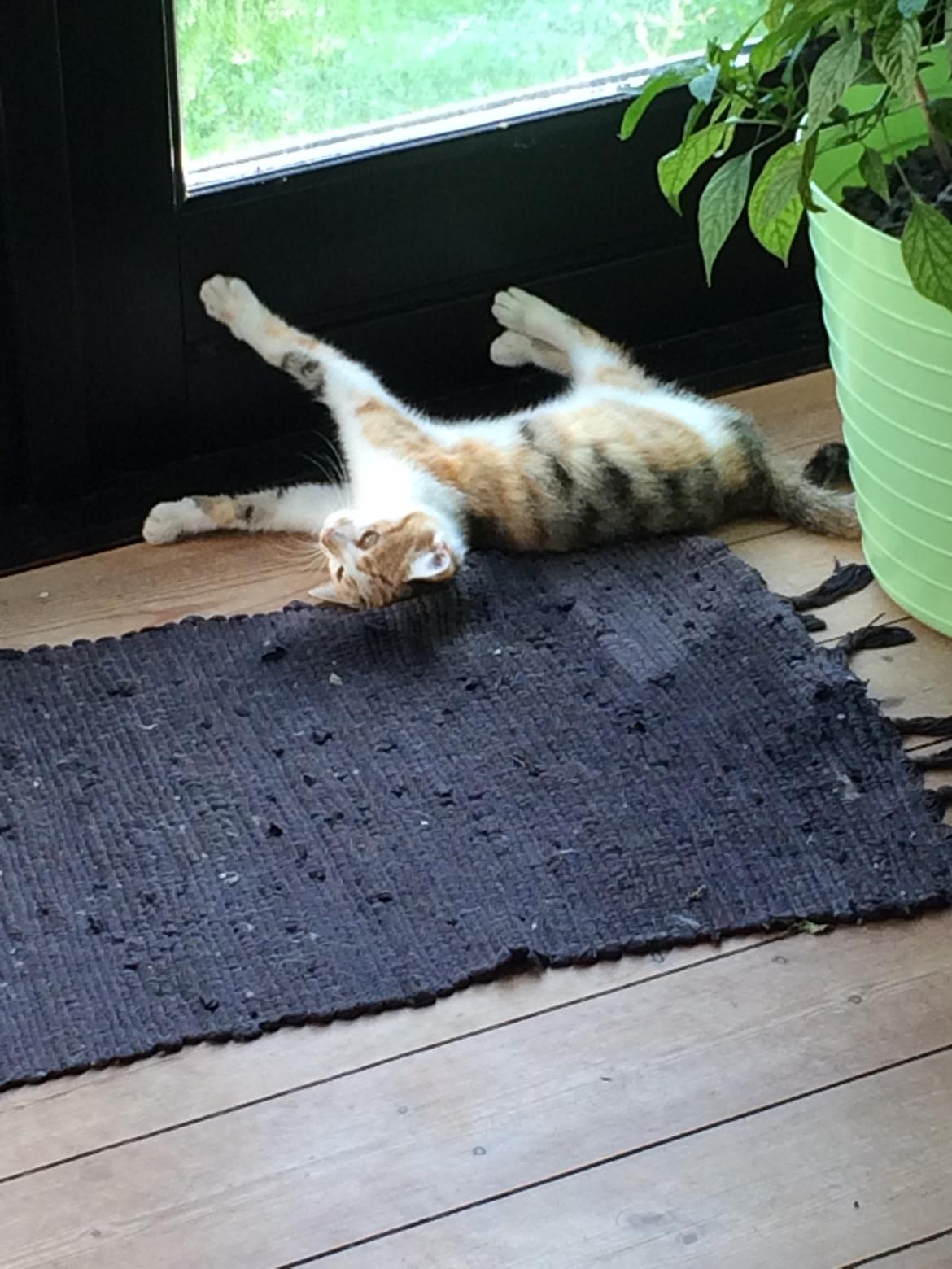 Huskat Bella billede 6