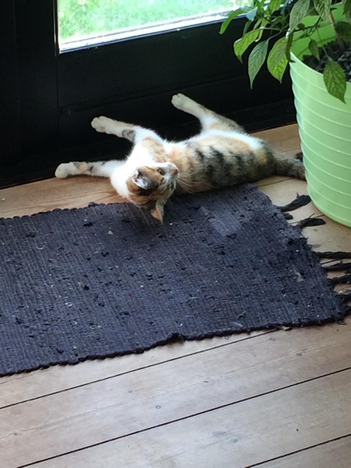 Huskat Bella billede 7