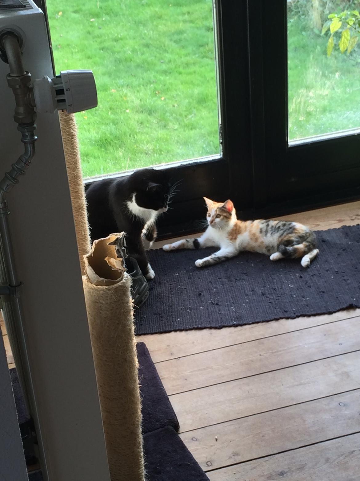 Huskat Bella billede 9