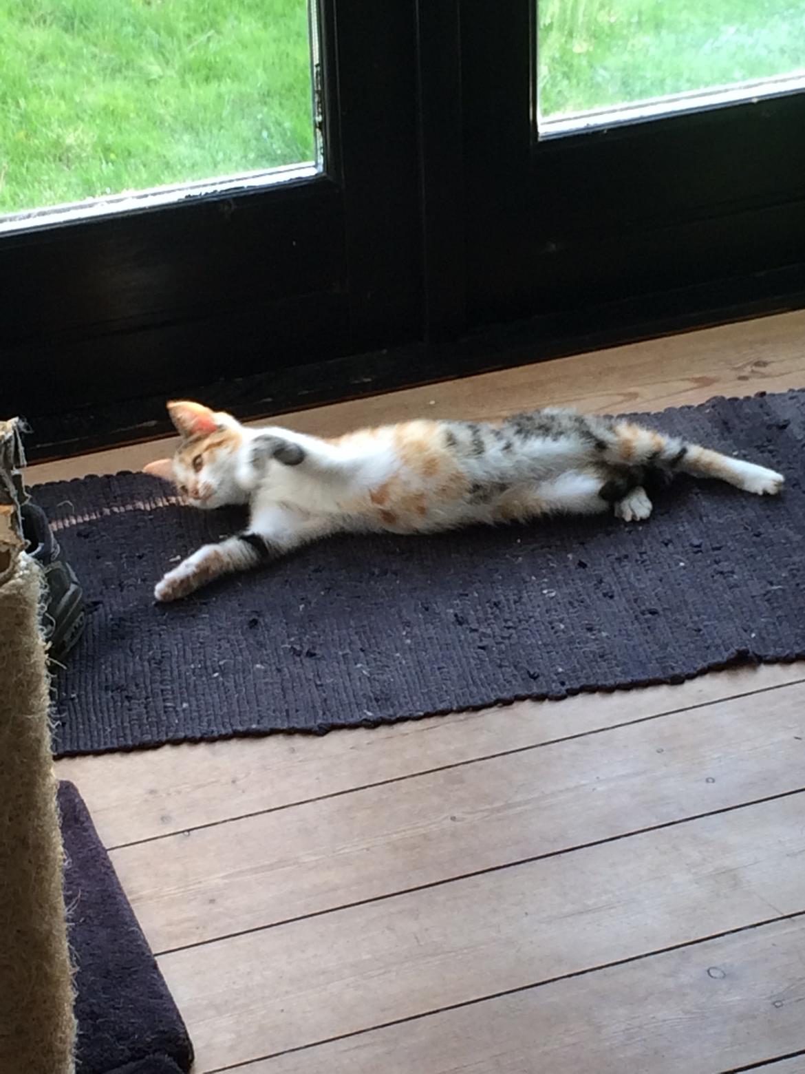 Huskat Bella billede 10