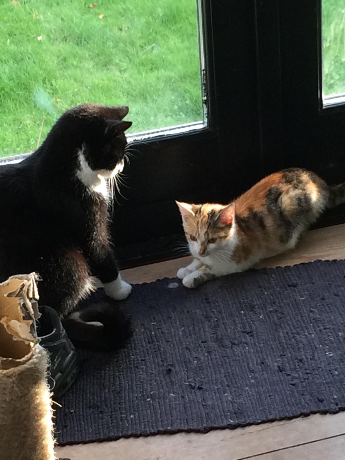 Huskat Bella billede 8