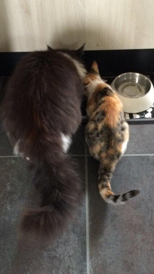 Huskat Bella billede 12