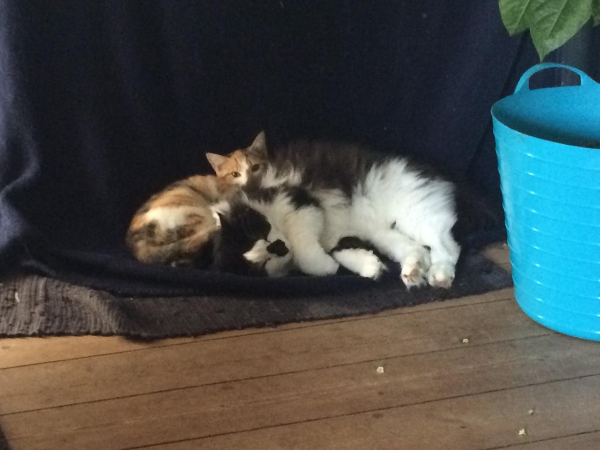 Huskat Bella billede 13