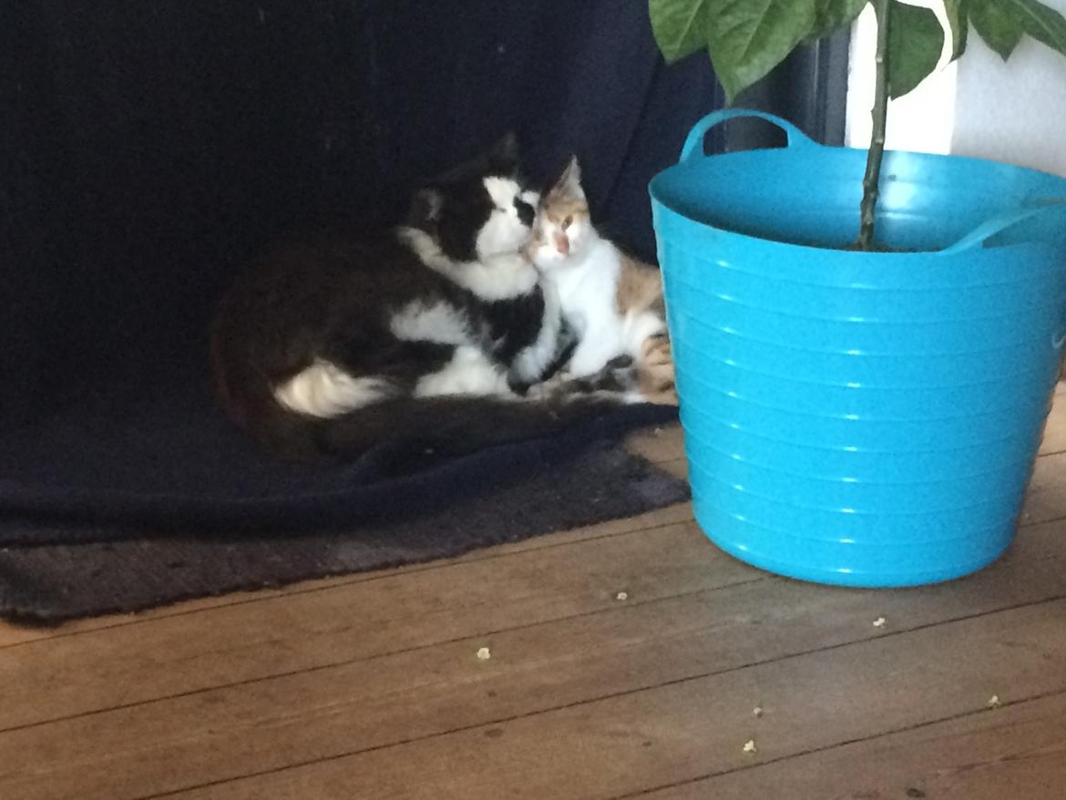 Huskat Bella billede 14