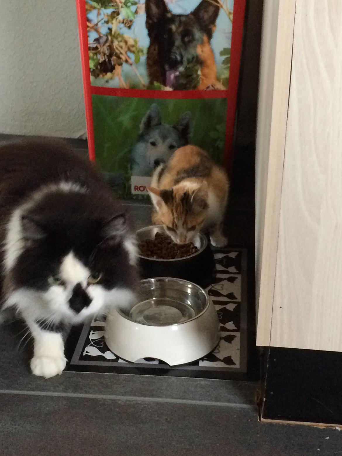 Huskat Bella billede 11