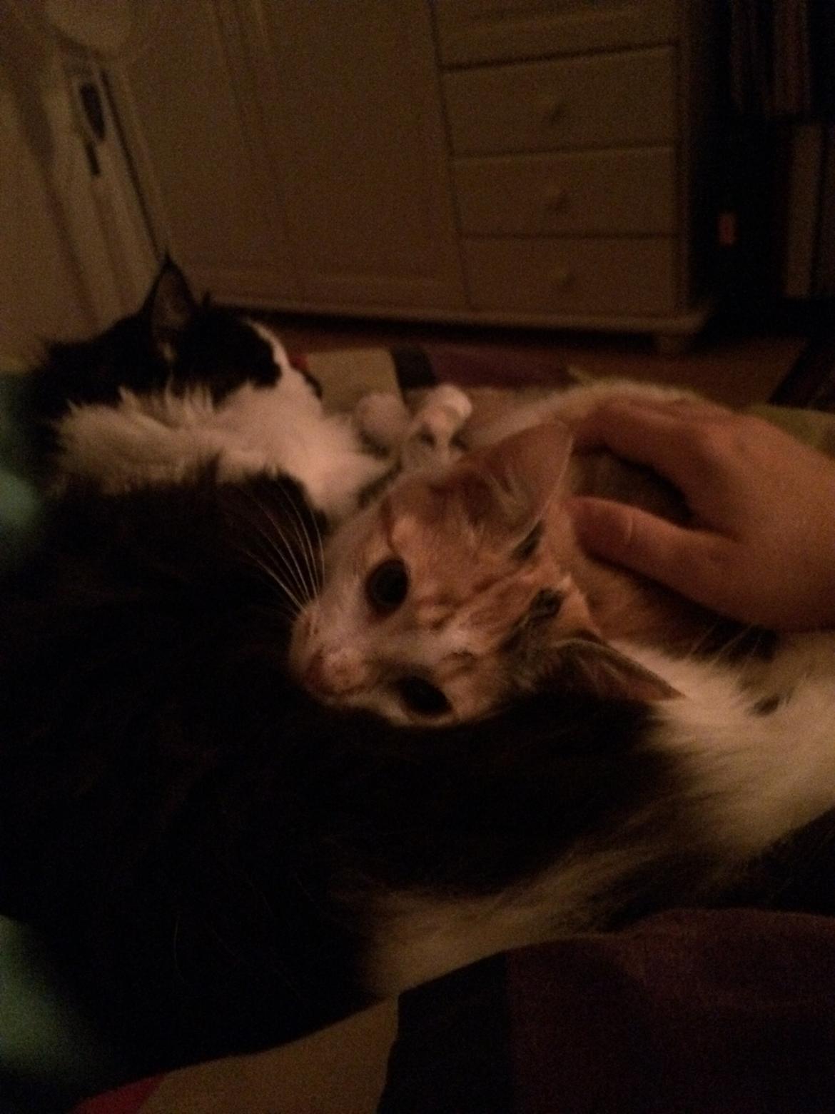 Huskat Bella billede 15