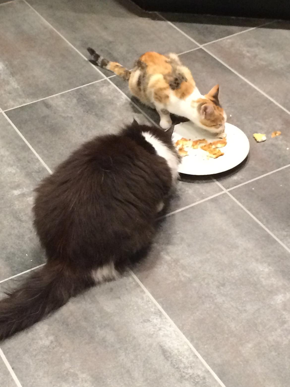 Huskat Bella billede 16