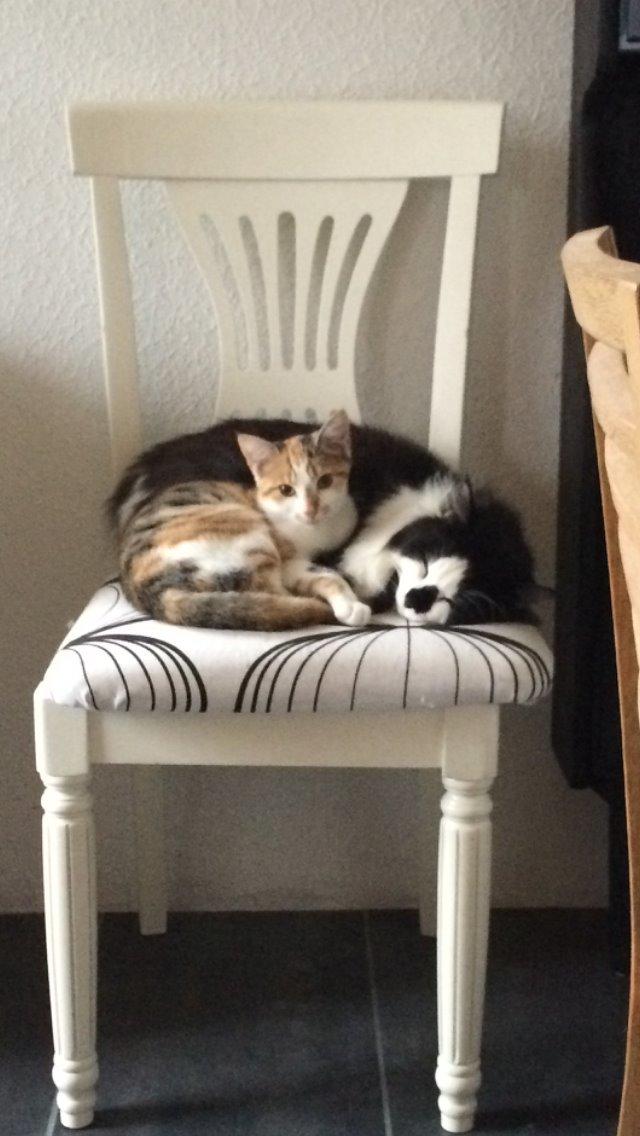 Huskat Bella billede 17