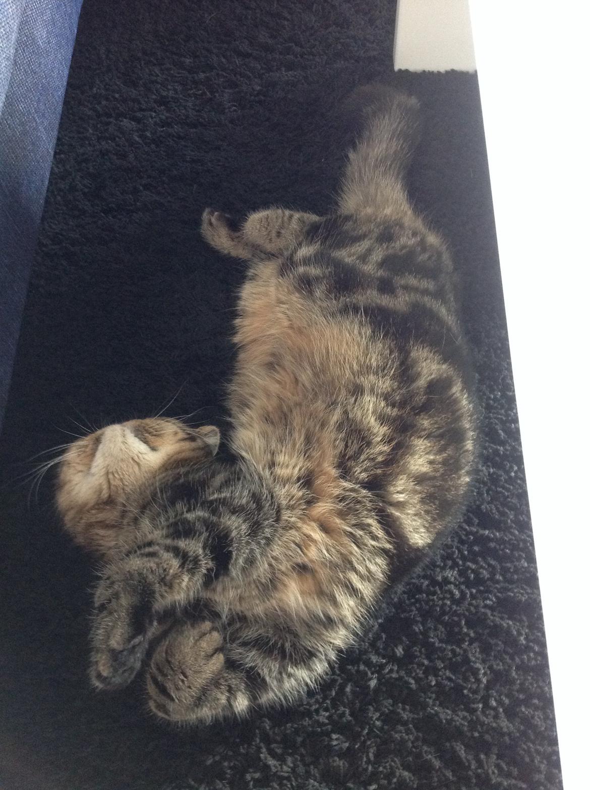 Exotic Bertram billede 10