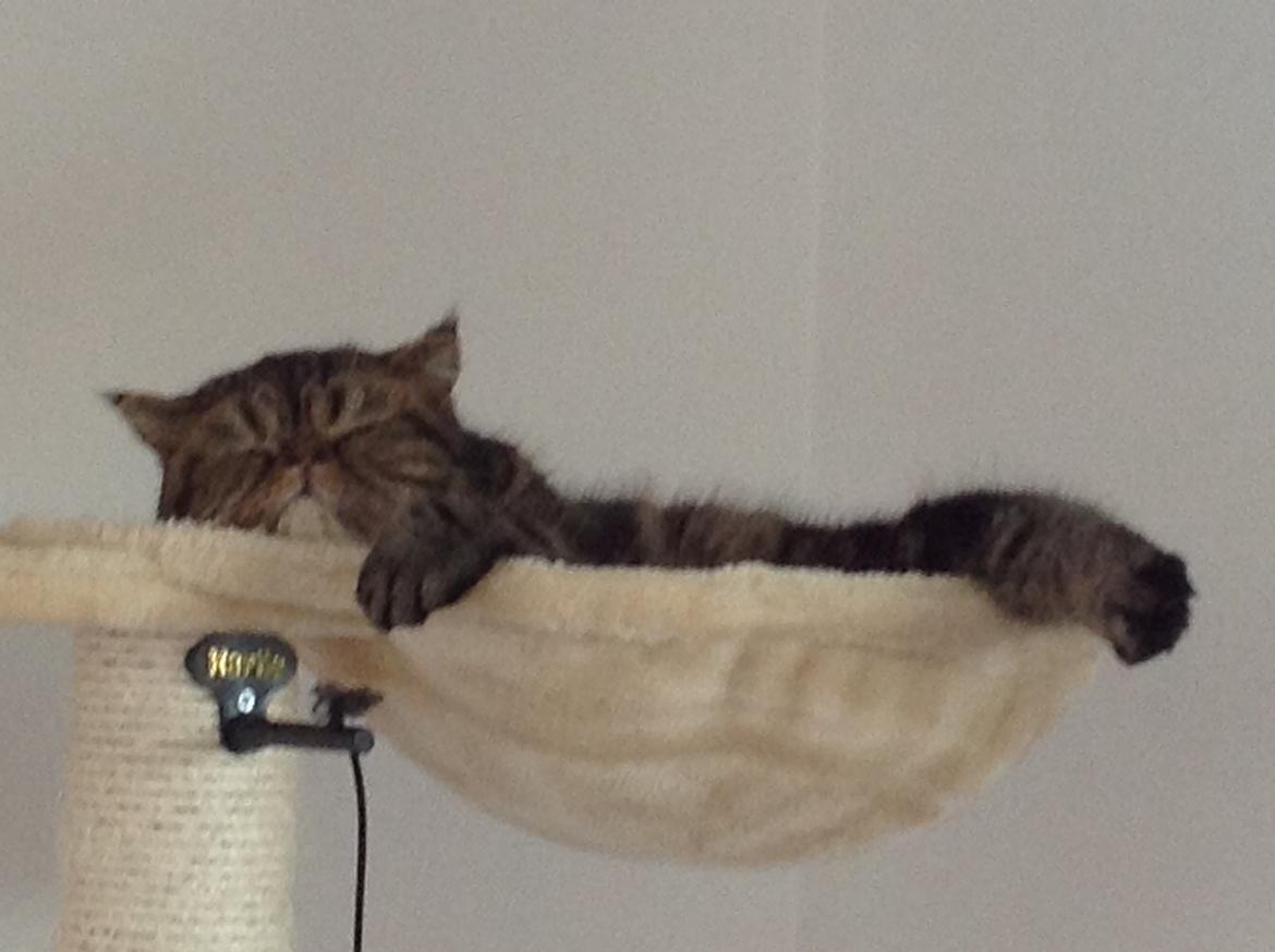 Exotic Bertram billede 11