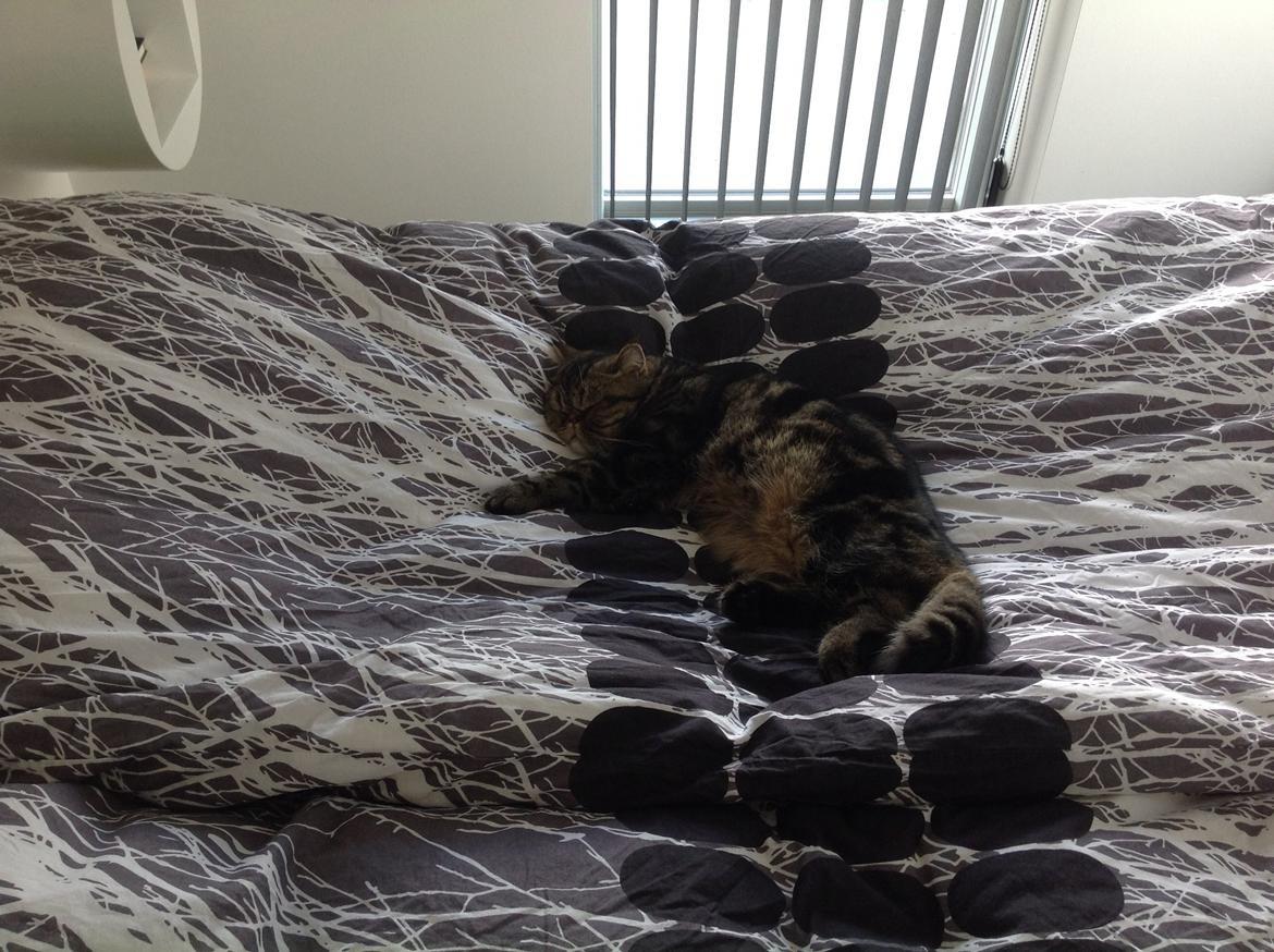 Exotic Bertram billede 12