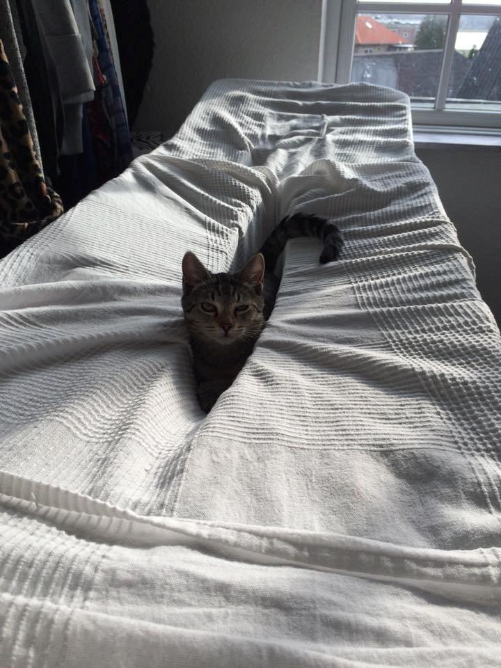 Huskat Arnold billede 8