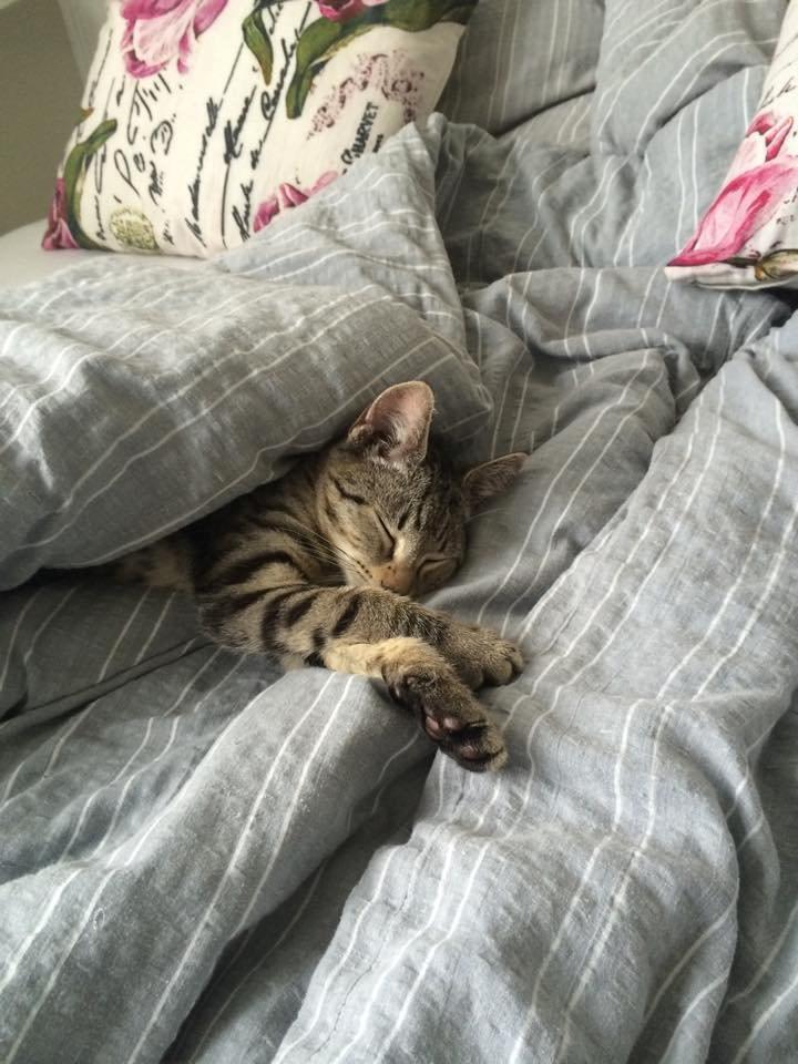 Huskat Arnold billede 9