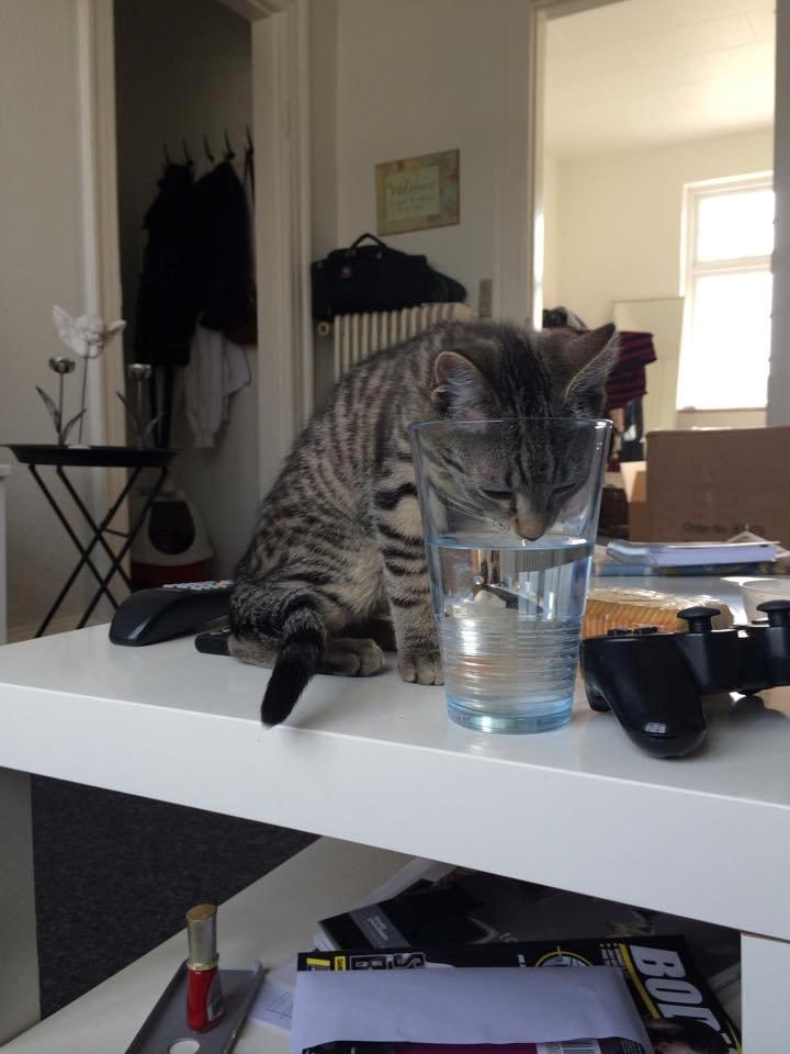 Huskat Arnold billede 11