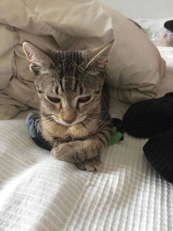 Huskat Arnold billede 12