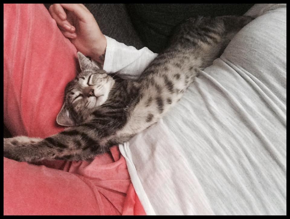 Huskat Arnold billede 15