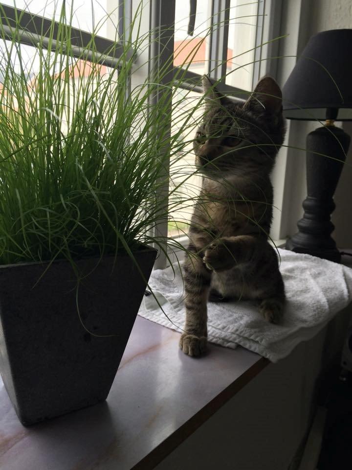 Huskat Arnold billede 10