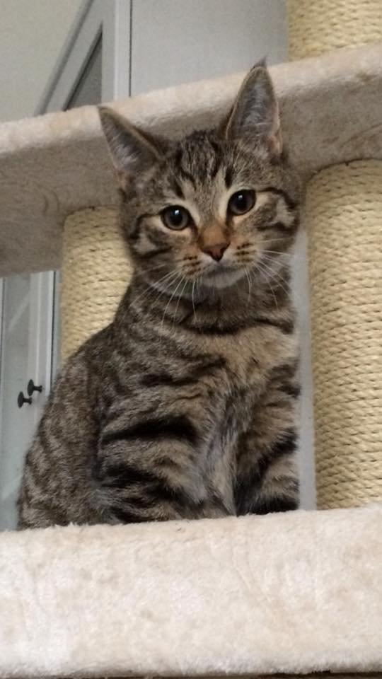 Europé Eife's Whirlaway (Willy) - Første dag i sit nye hjem - 17 uger gammel. billede 12