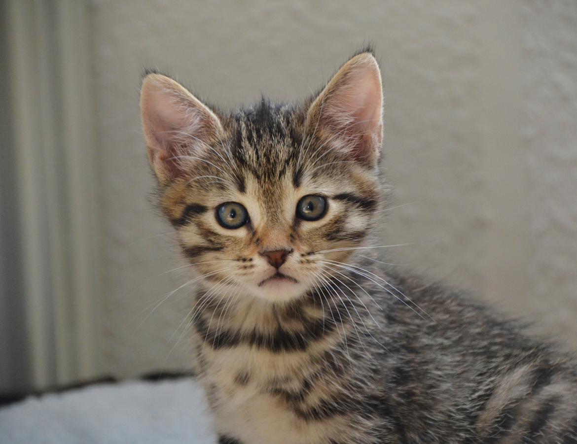 Europé Eife's Whirlaway (Willy) - 6½ uge gammel billede 7