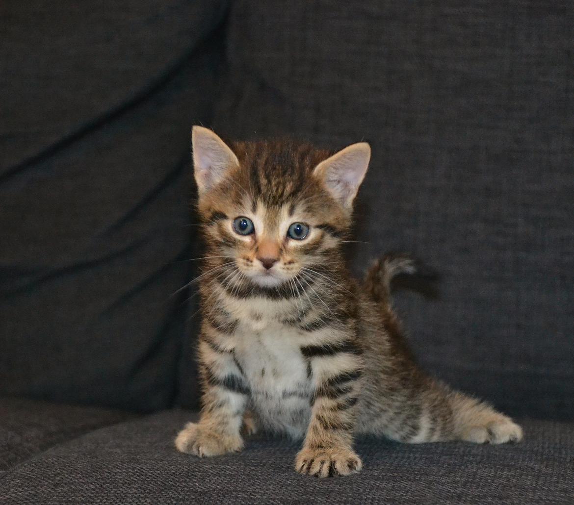 Europé Eife's Whirlaway (Willy) - 4 uger gammel billede 4