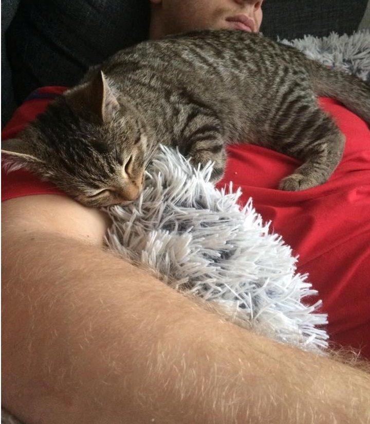 Europé Eife's Whirlaway (Willy) - Første dag i sit nye hjem - 17 uger gammel billede 11