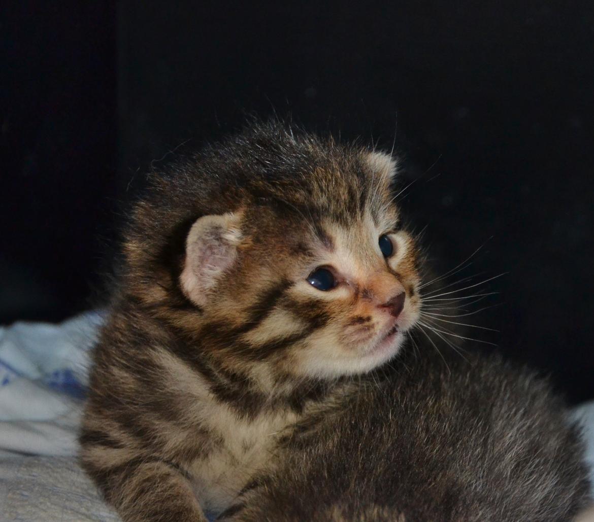 Europé Eife's Whirlaway (Willy) - 2 uger gammel billede 1