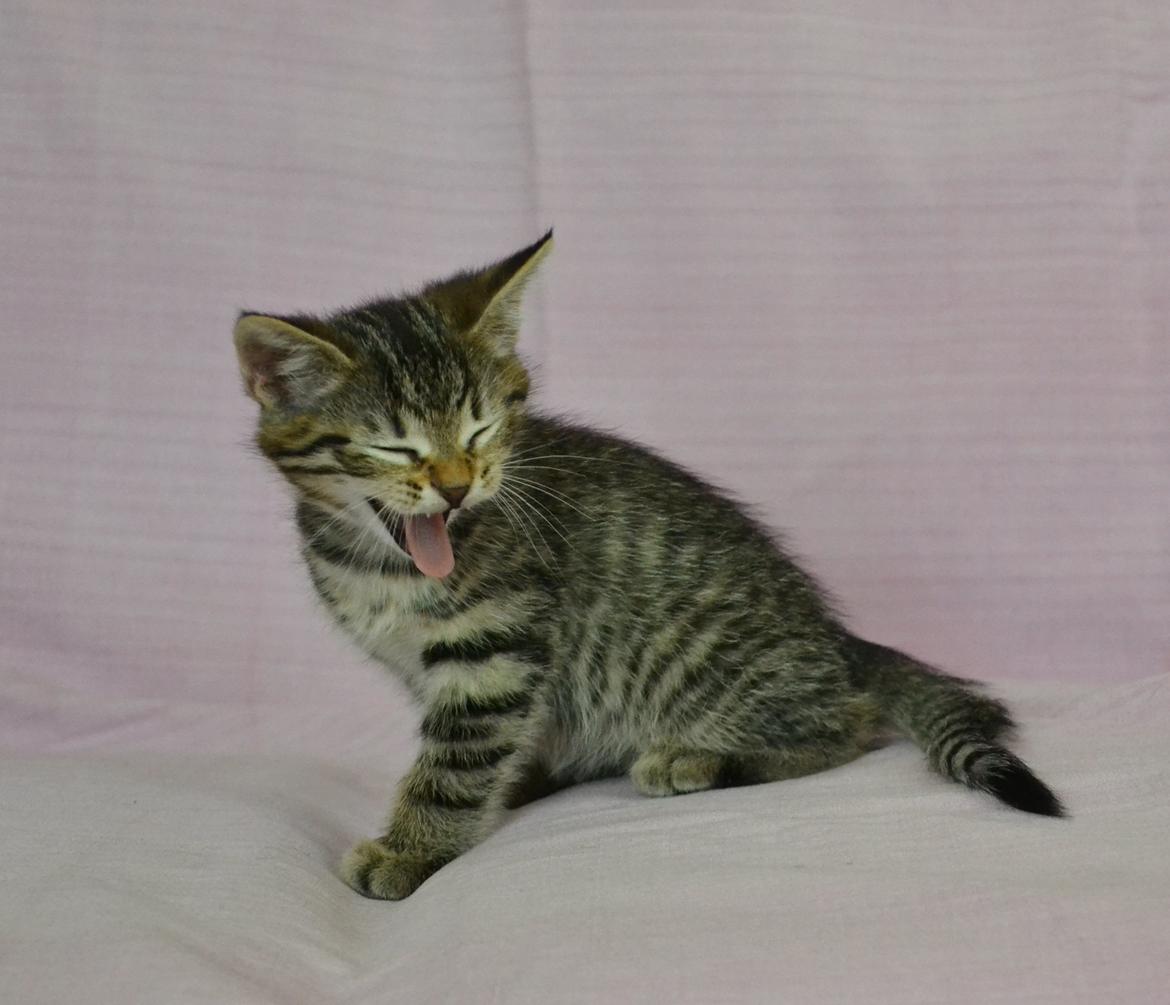 Europé Eife's Whirlaway (Willy) - 6½ uge gammel billede 8