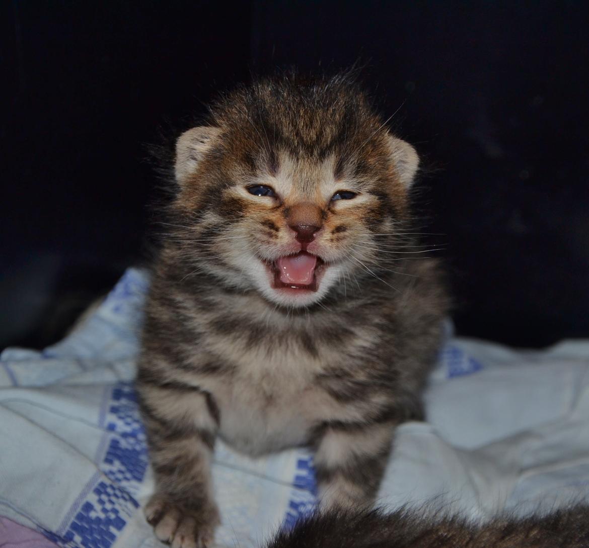 Europé Eife's Whirlaway (Willy) - 2 uger gammel billede 2