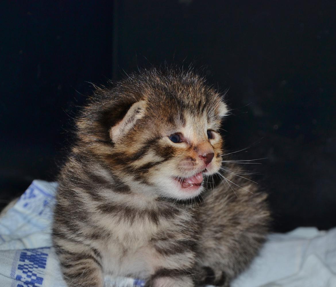 Europé Eife's Whirlaway (Willy) - 2 uger gammel billede 3