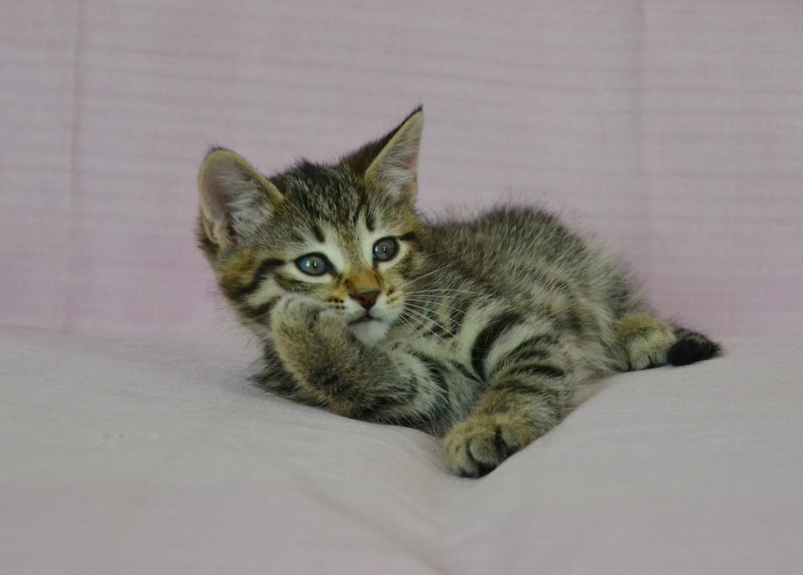 Europé Eife's Whirlaway (Willy) - 6½ uge gammel billede 9