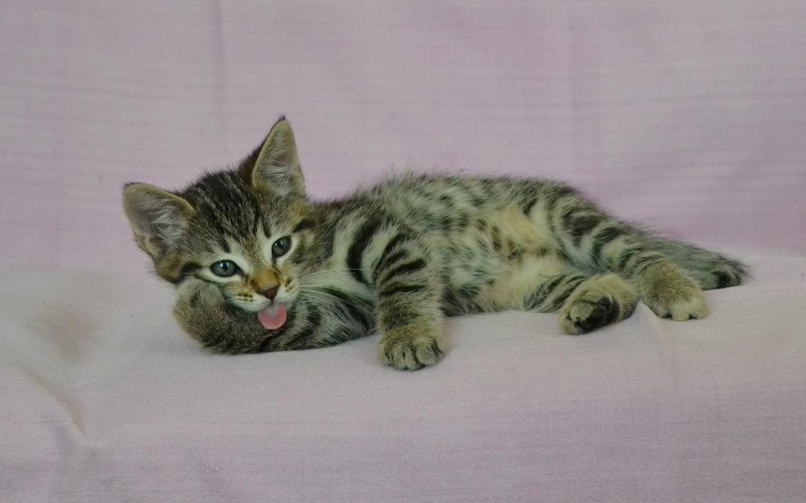 Europé Eife's Whirlaway (Willy) - 6½ uge gammel billede 10