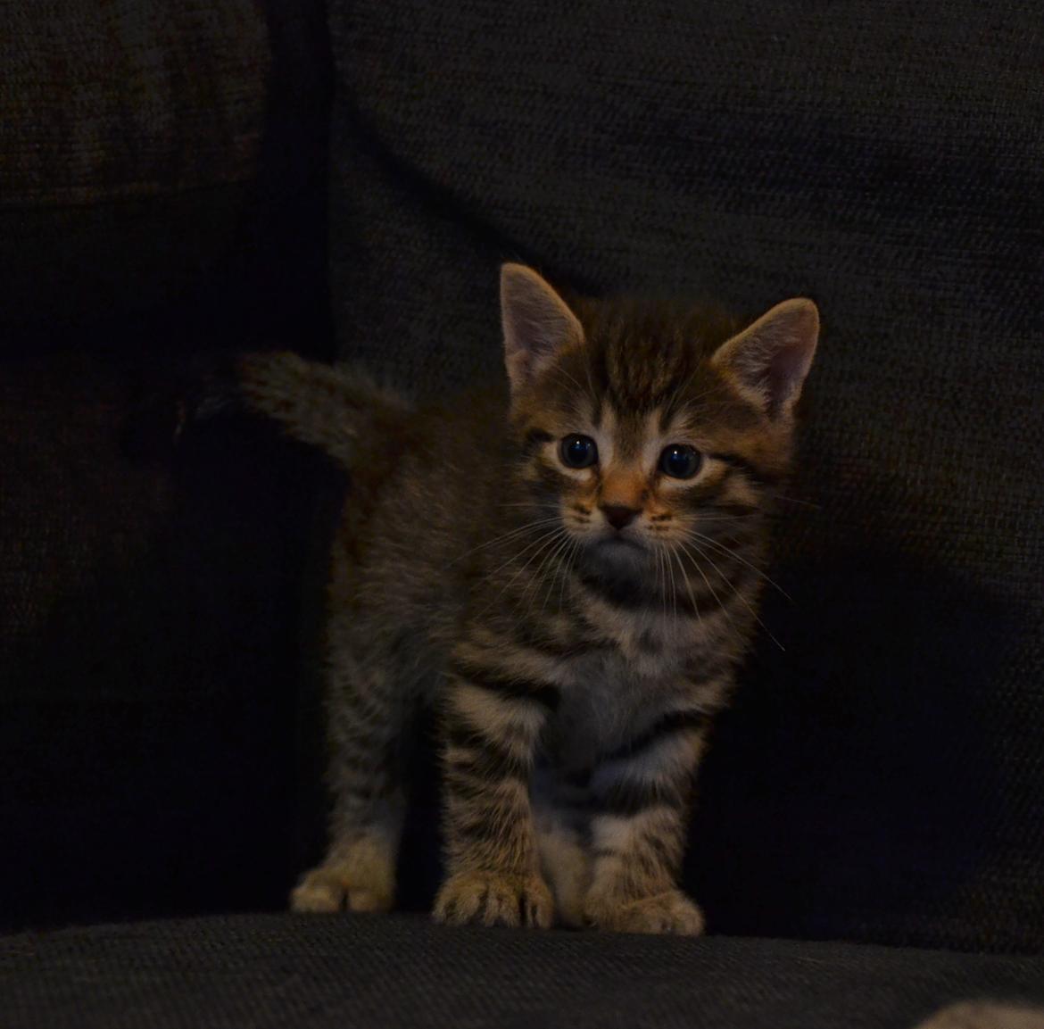 Europé Eife's Whirlaway (Willy) - 4 uger gammel billede 5