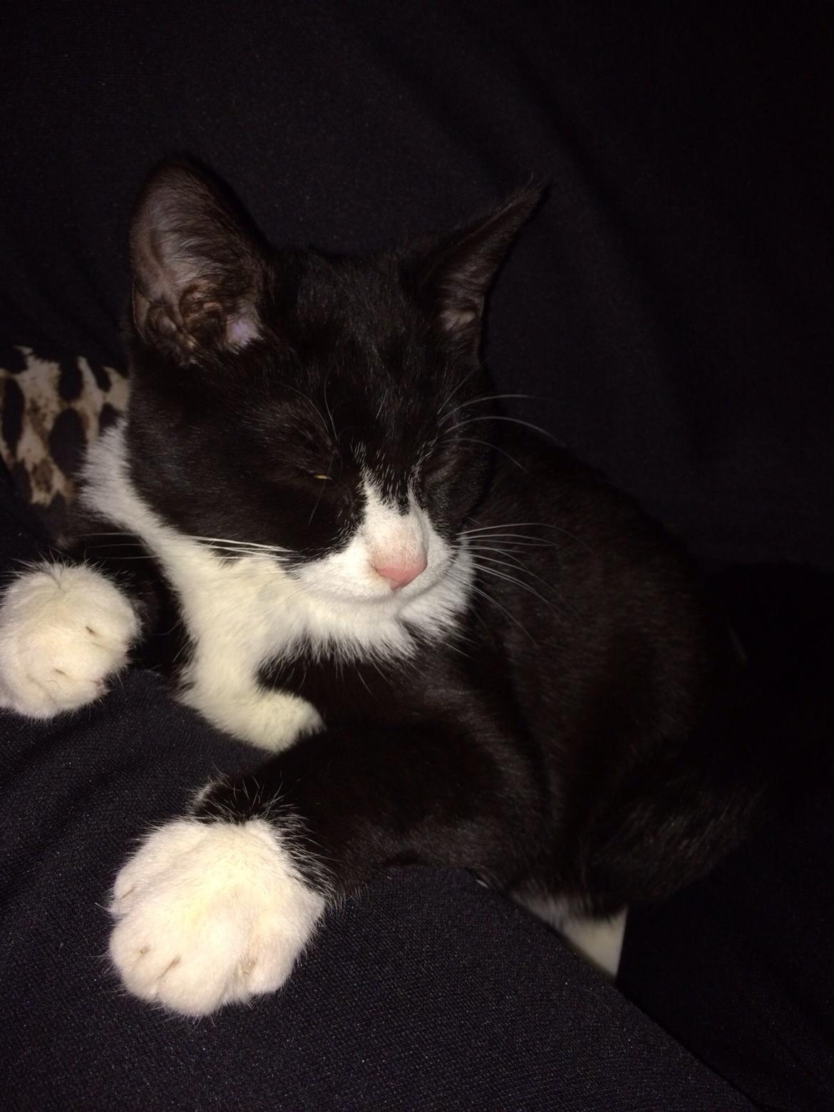 Huskat Fikoline billede 1