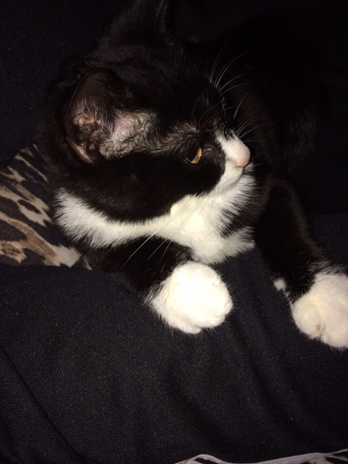 Huskat Fikoline billede 2