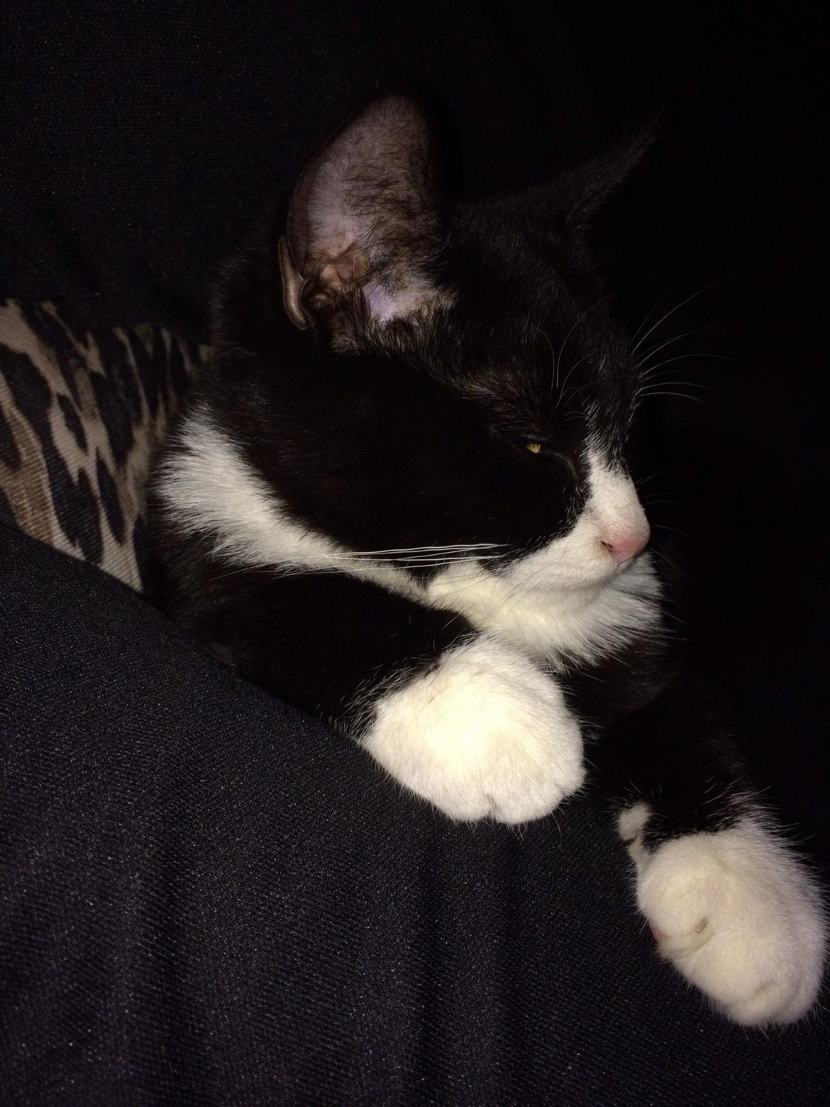 Huskat Fikoline billede 3