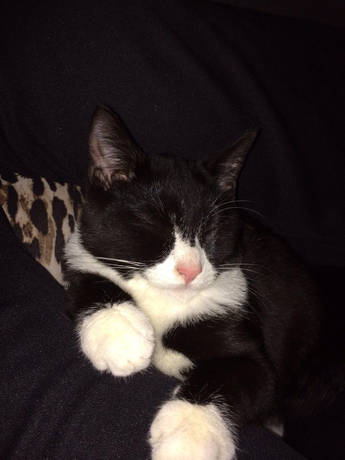 Huskat Fikoline billede 4