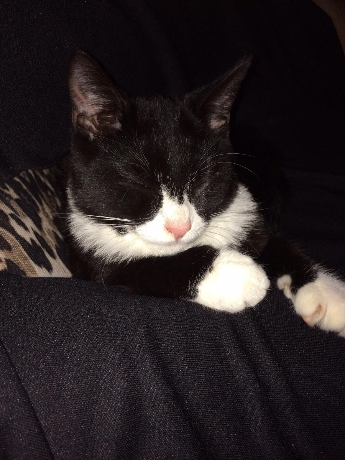 Huskat Fikoline billede 5