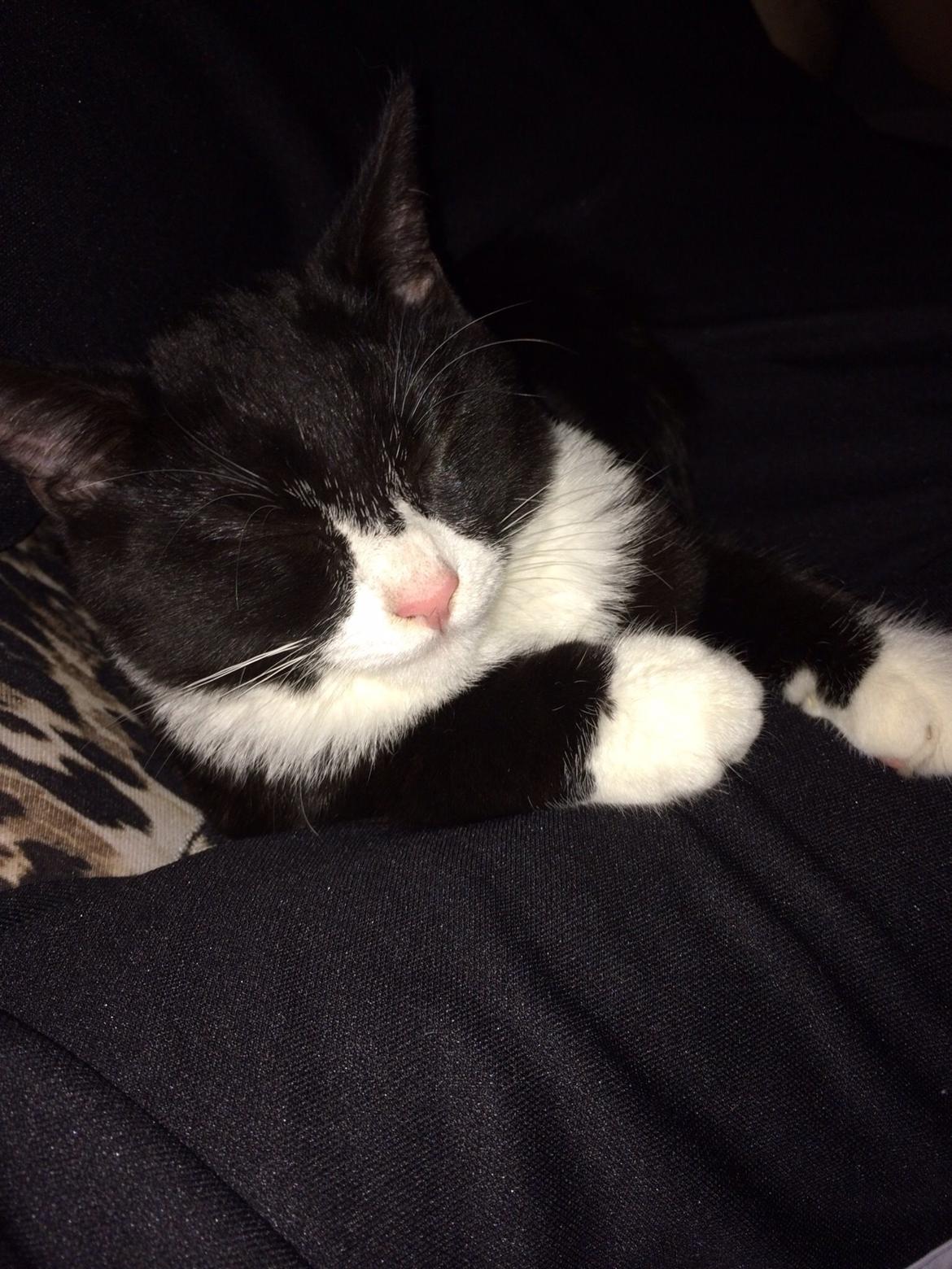 Huskat Fikoline billede 6