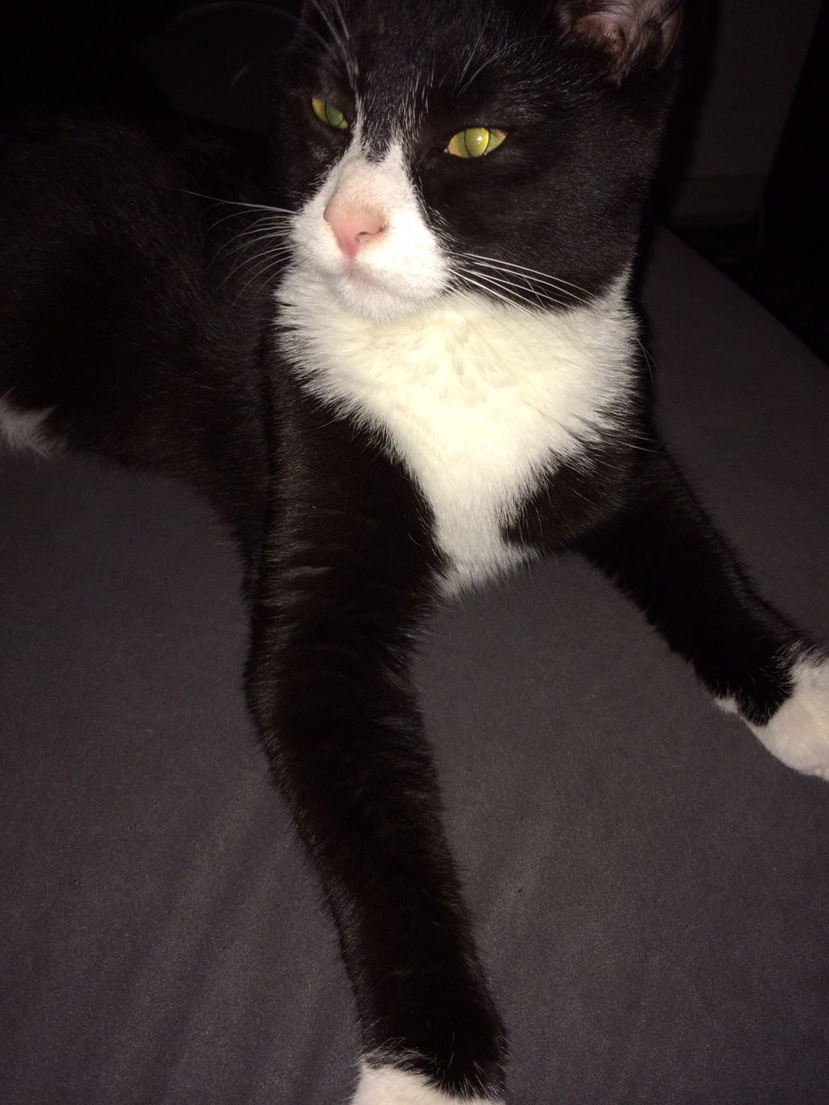 Huskat Fikoline billede 7