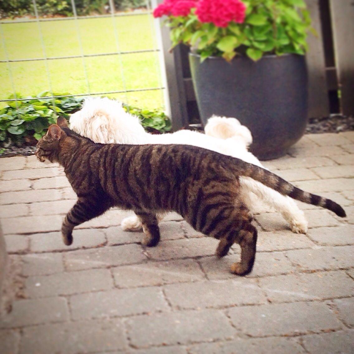 Huskat Oscar/Bosse billede 1