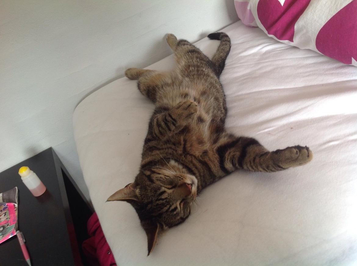 Huskat Oscar/Bosse billede 2