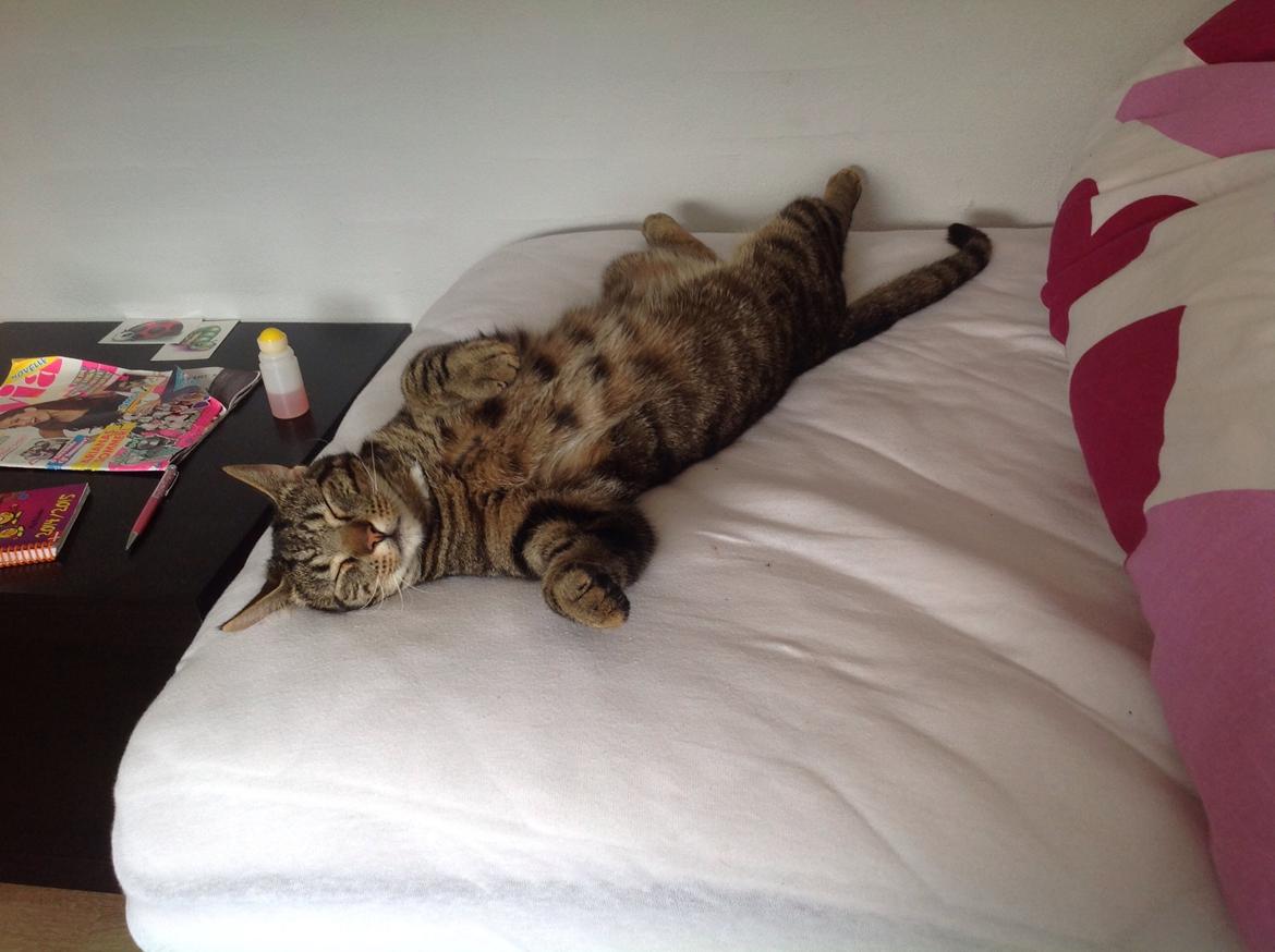 Huskat Oscar/Bosse billede 3