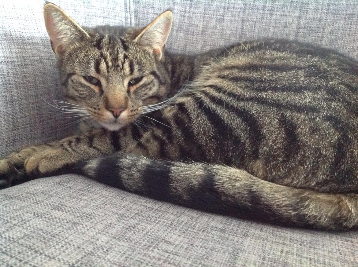 Huskat Oscar/Bosse billede 5