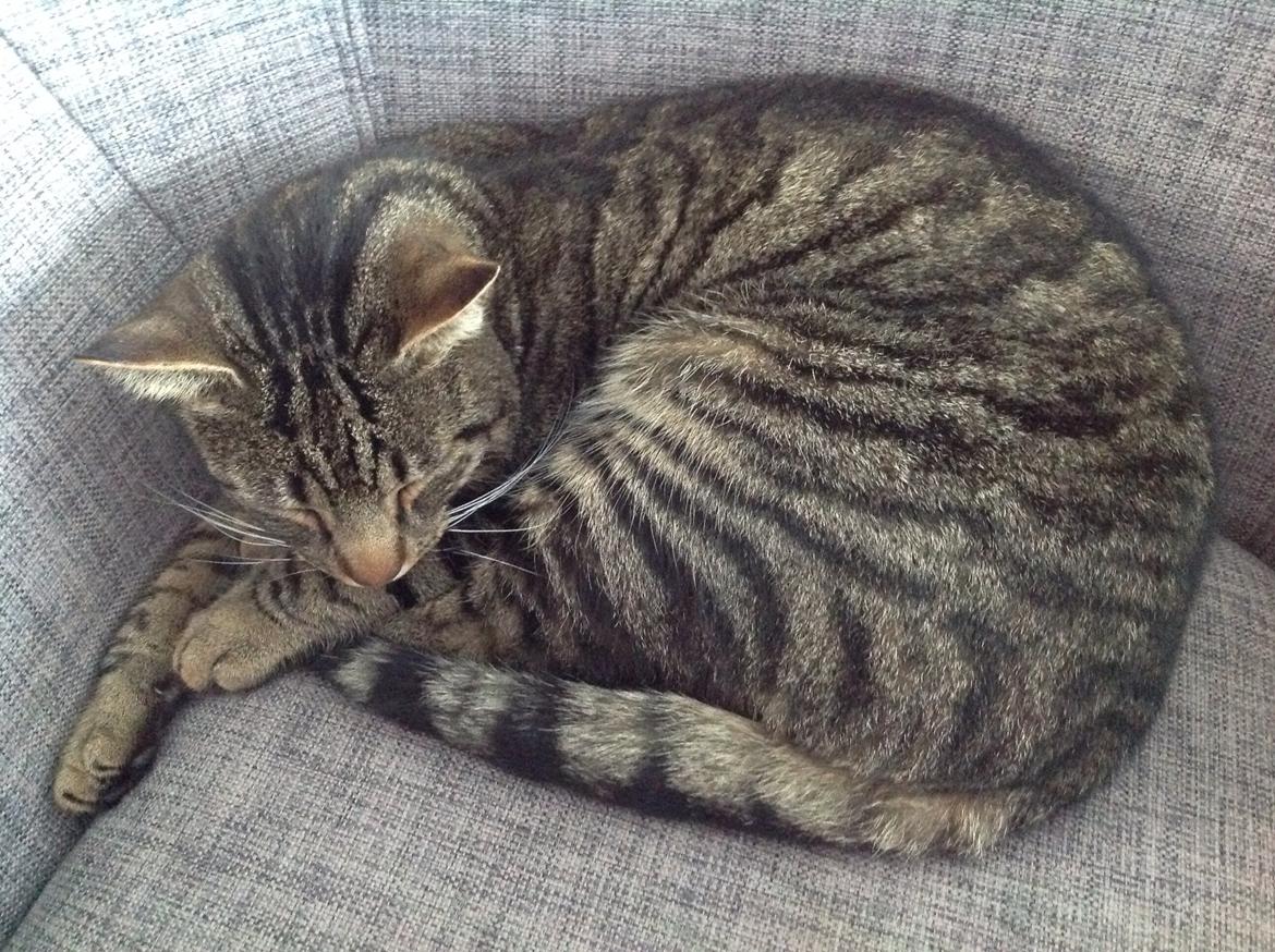 Huskat Oscar/Bosse billede 4