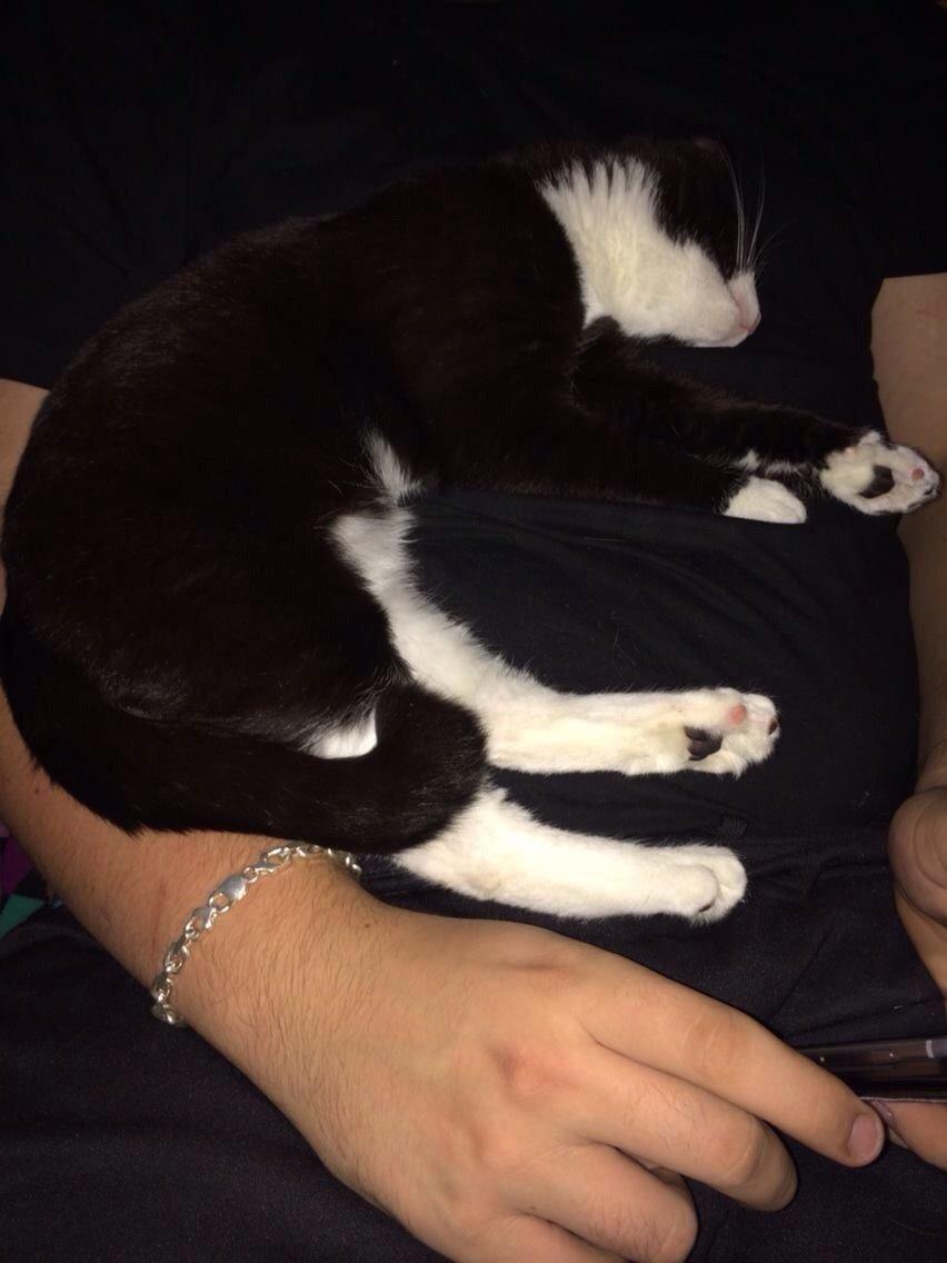 Huskat Fikoline billede 8