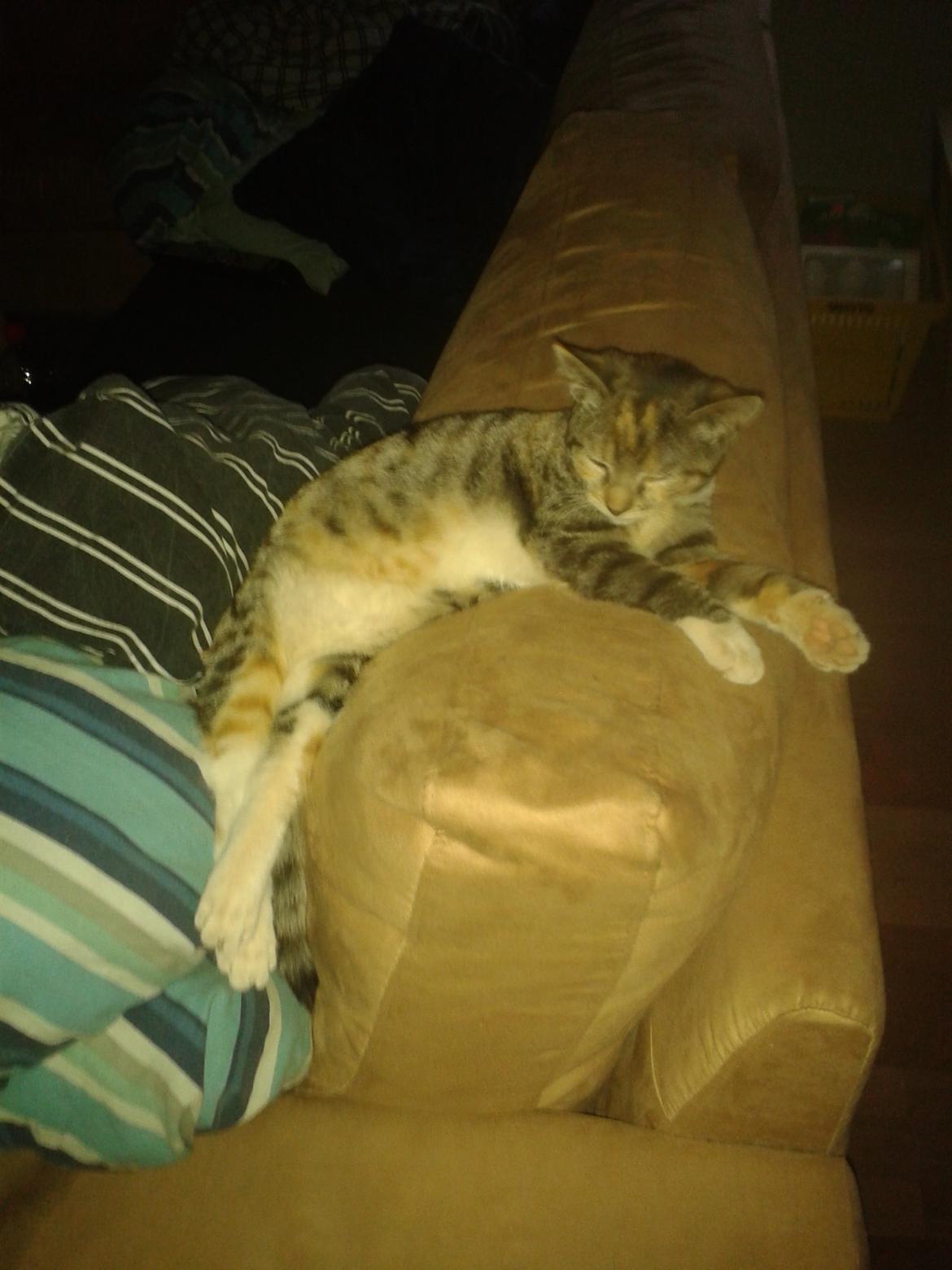 Blanding af racer Miv billede 21