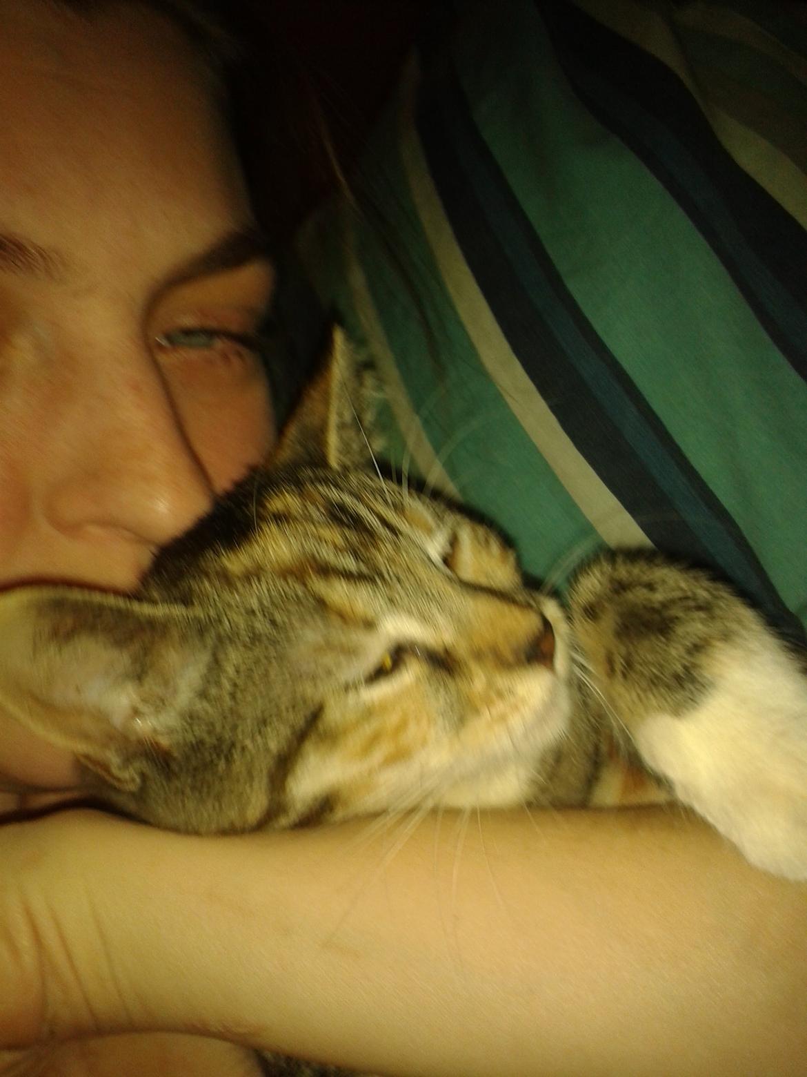 Blanding af racer Miv billede 22