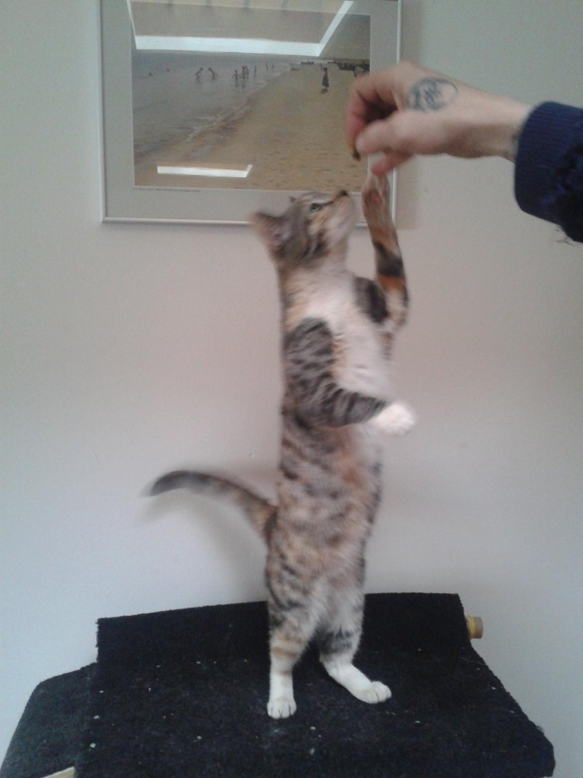 Blanding af racer Miv billede 23