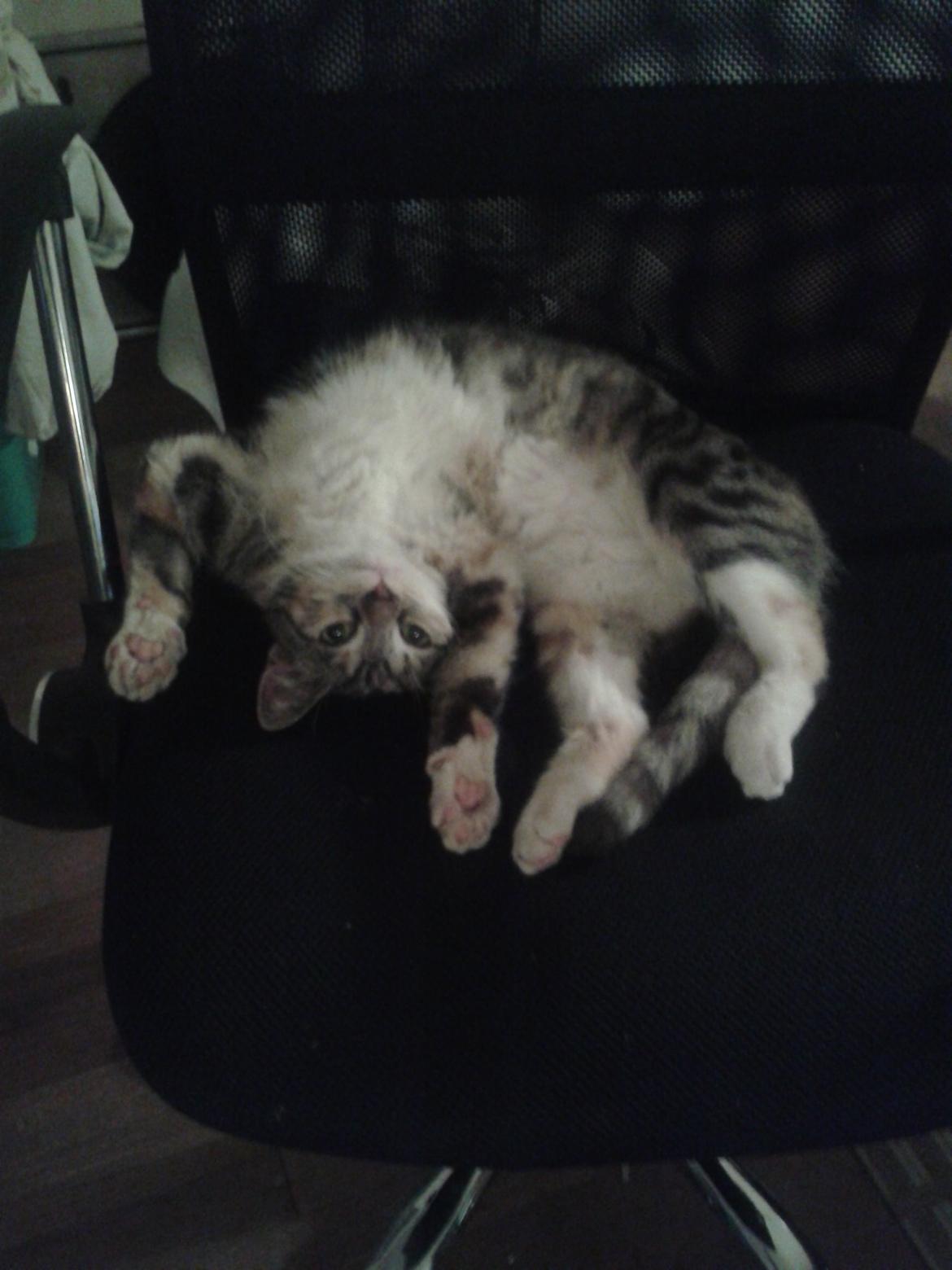 Blanding af racer Miv billede 25